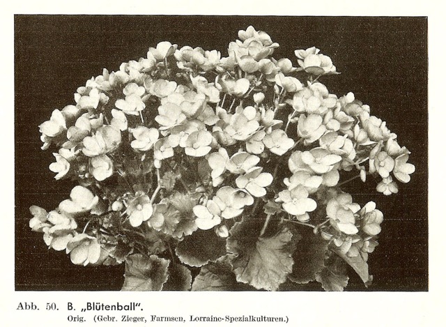 B. ‘Blutenball’